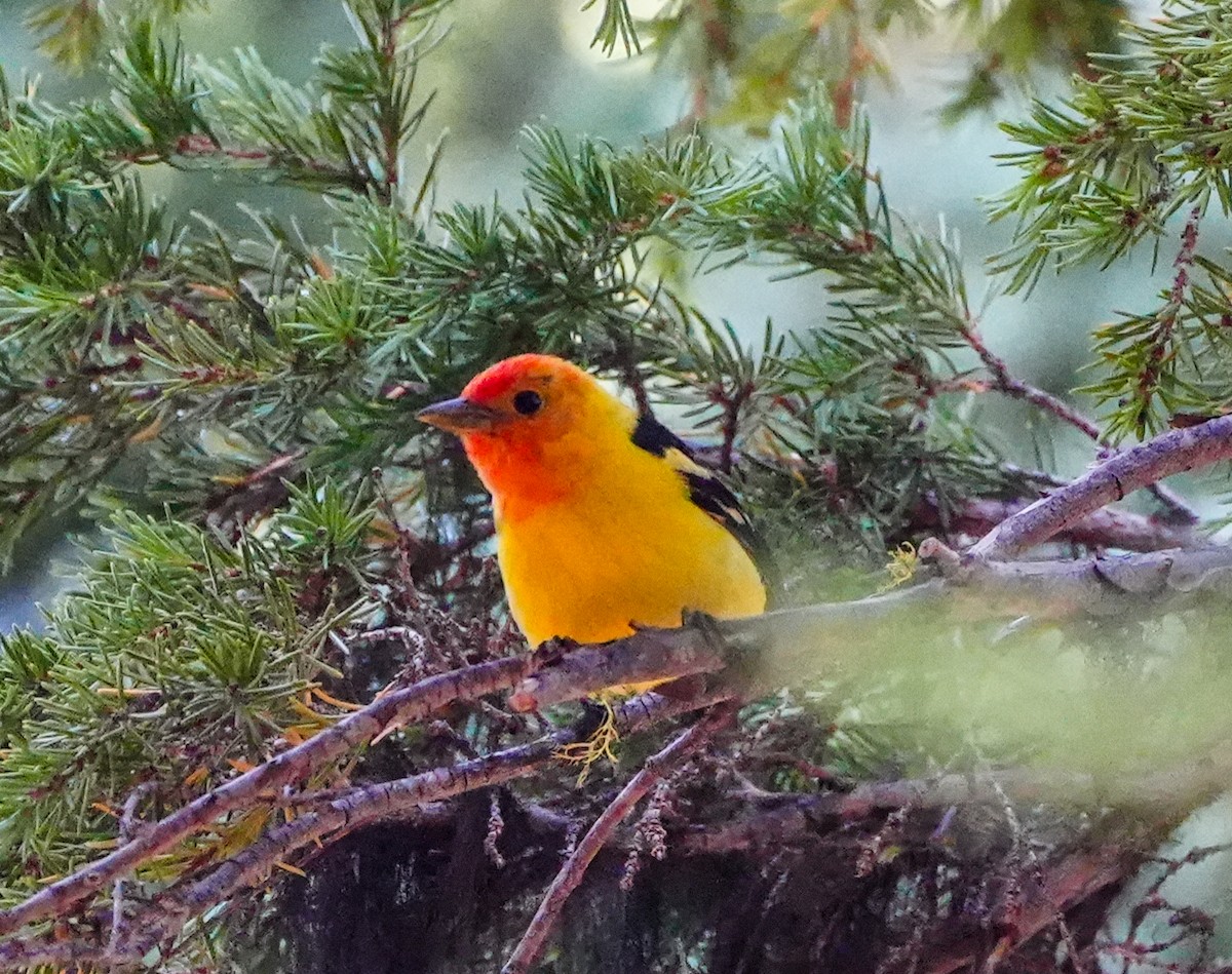 Western Tanager - ML600835781