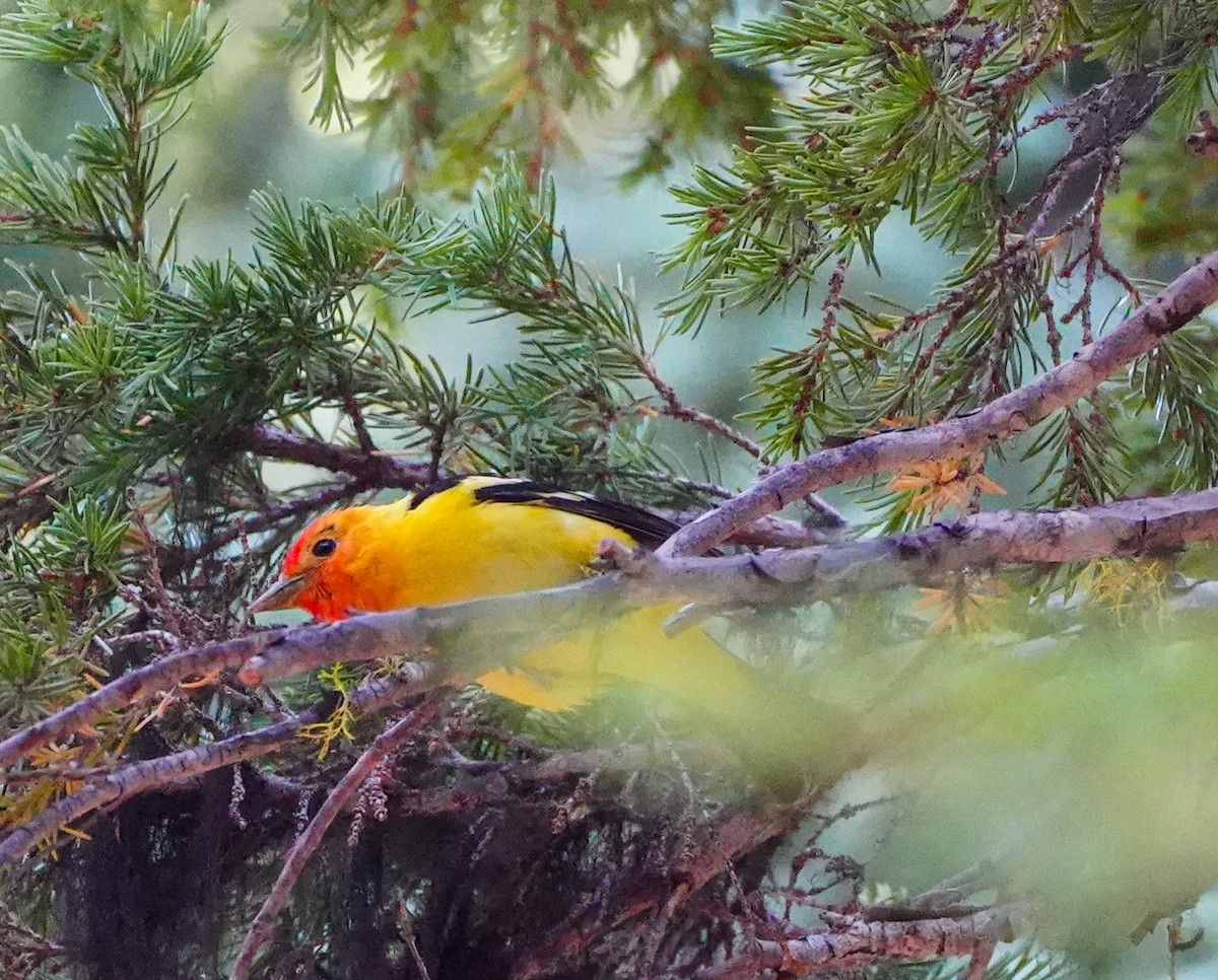 Western Tanager - ML600835791
