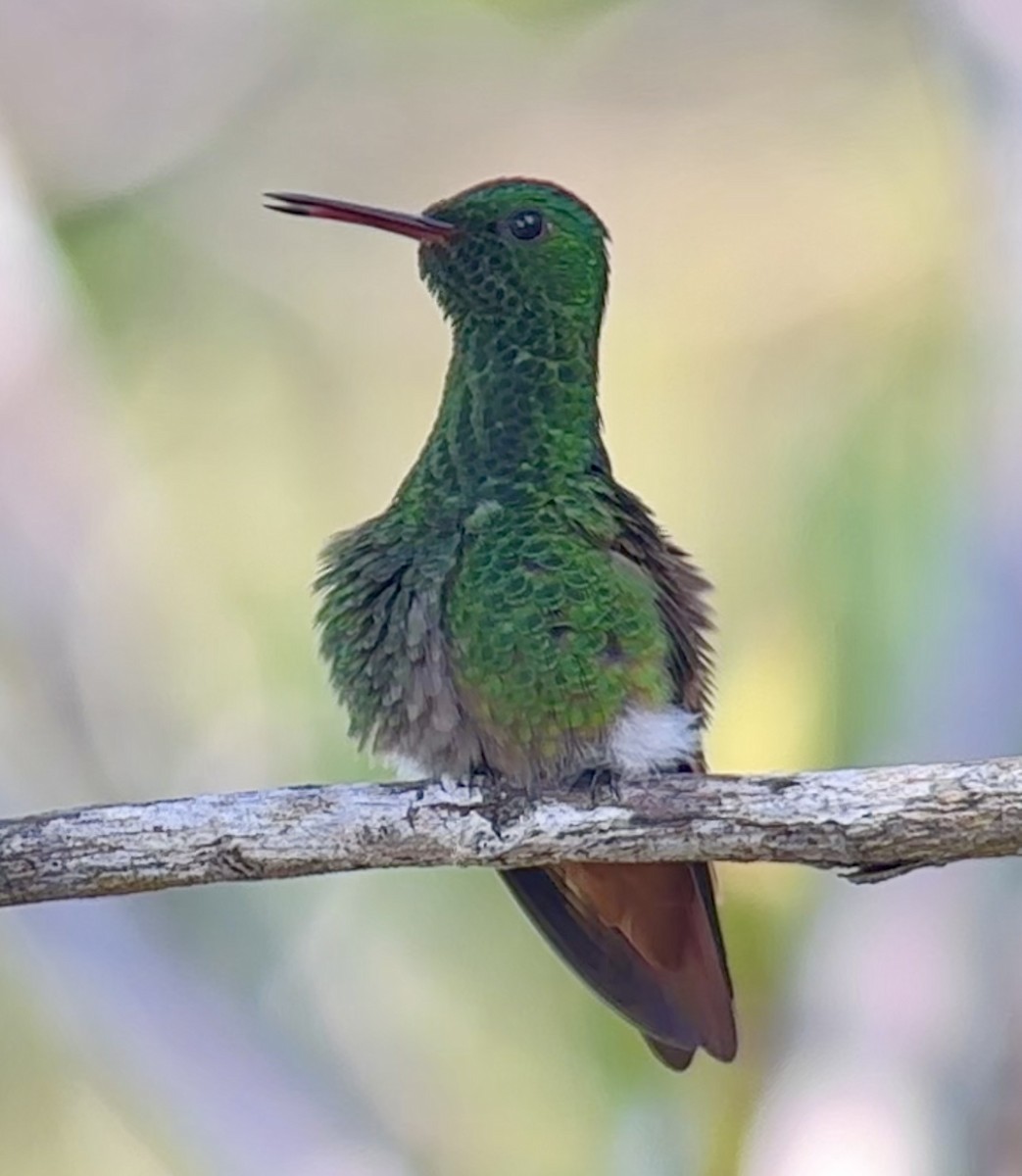Copper-tailed Hummingbird - William Orellana (Beaks and Peaks)