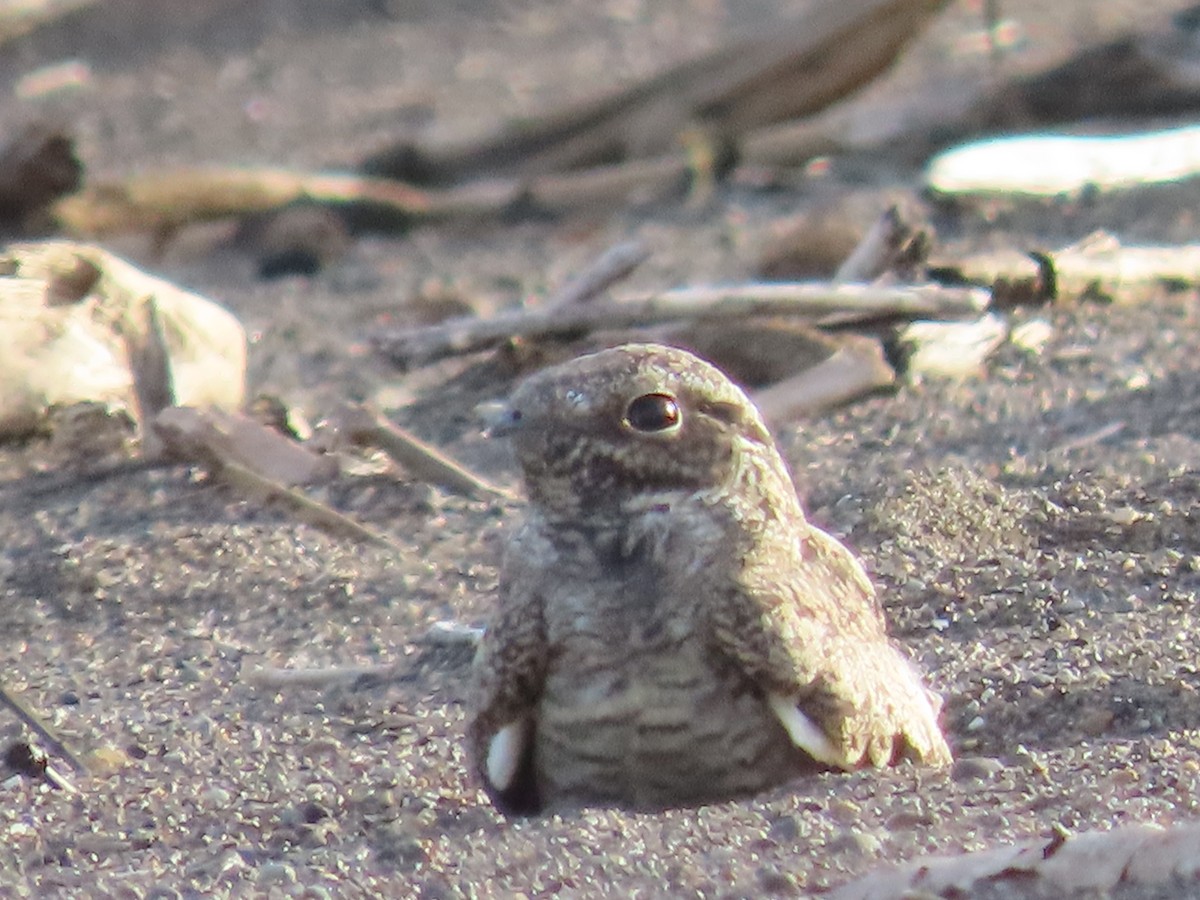 eBird Checklist 4 Aug 2023 Bocana Rio Colorado, Limón, CR (10,8