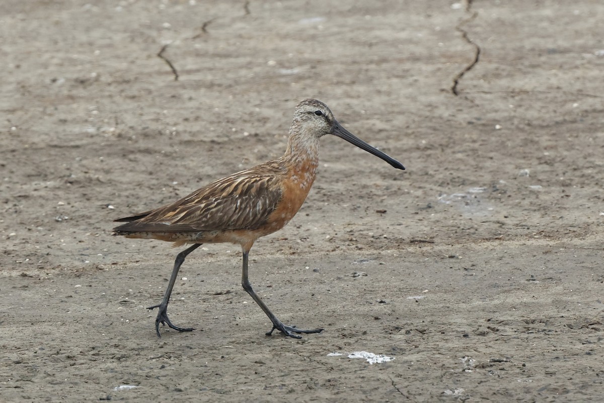 Asian Dowitcher - ML60083981