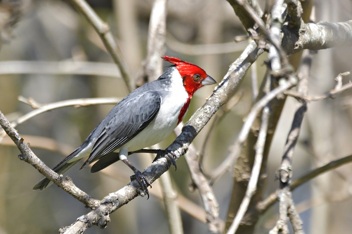 Red-crested Cardinal - ML600842521