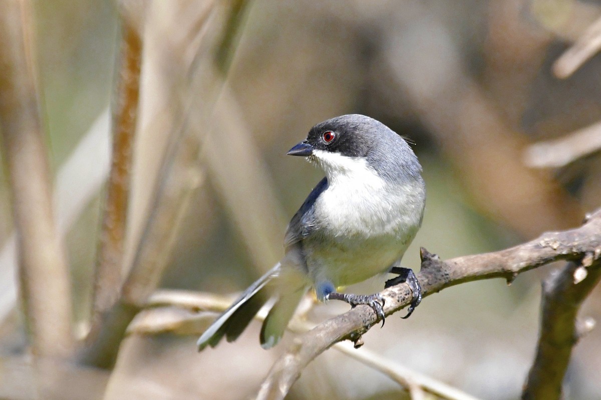 Black-capped Warbling Finch - ML600842781