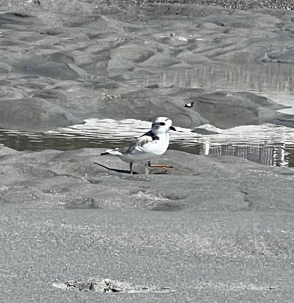 Piping Plover - ML600842951