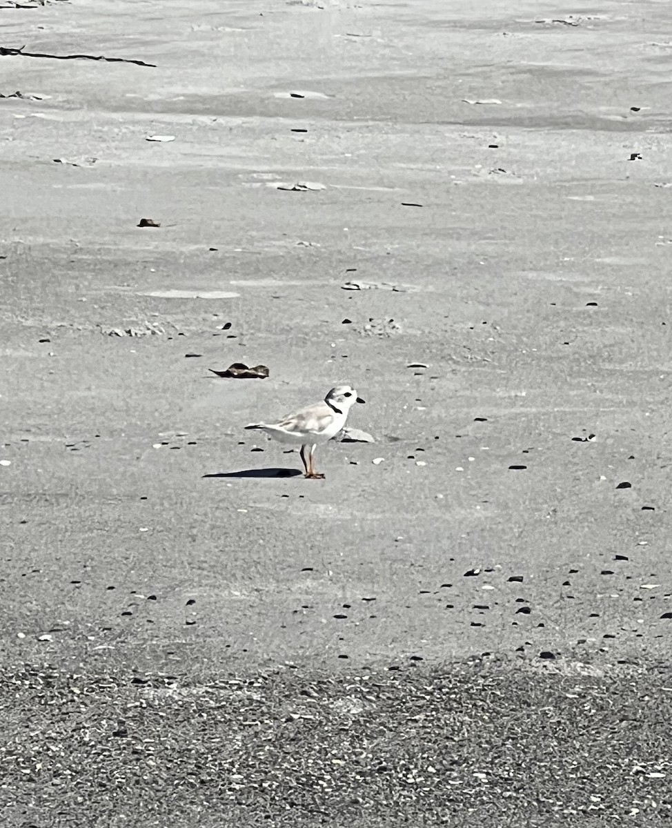 Piping Plover - ML600842961