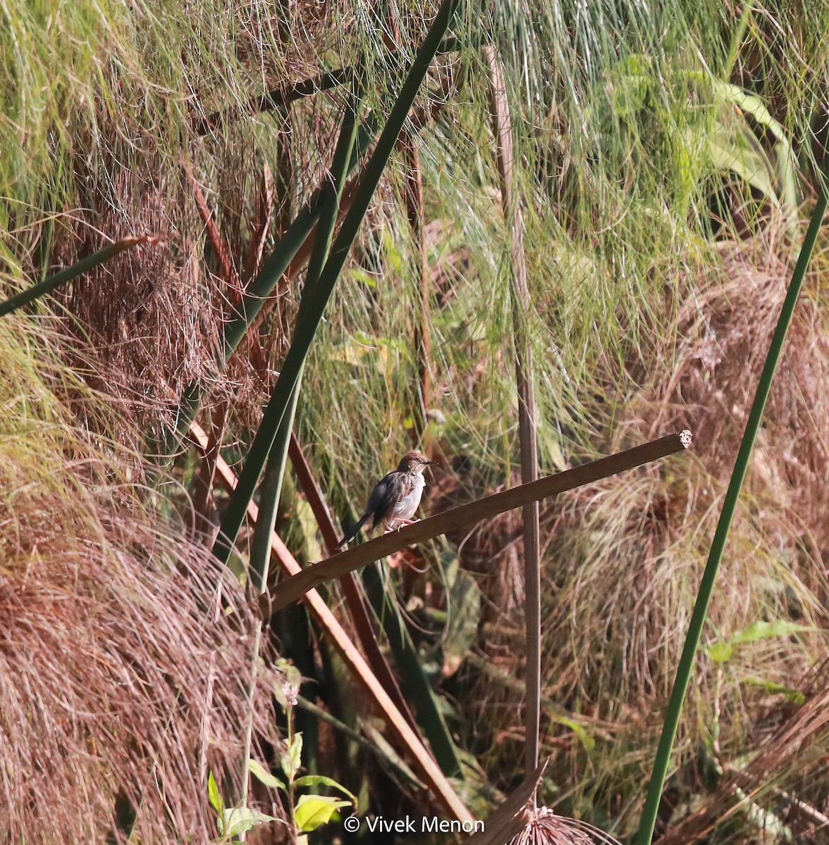 Carruthers's Cisticola - ML600846151