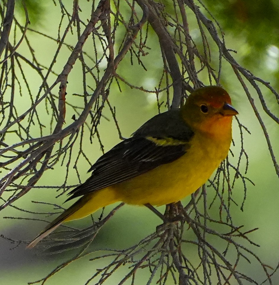 Western Tanager - ML600848891