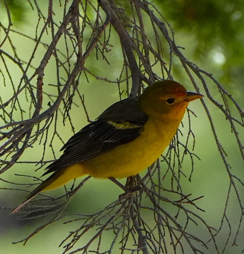 Western Tanager - ML600848901