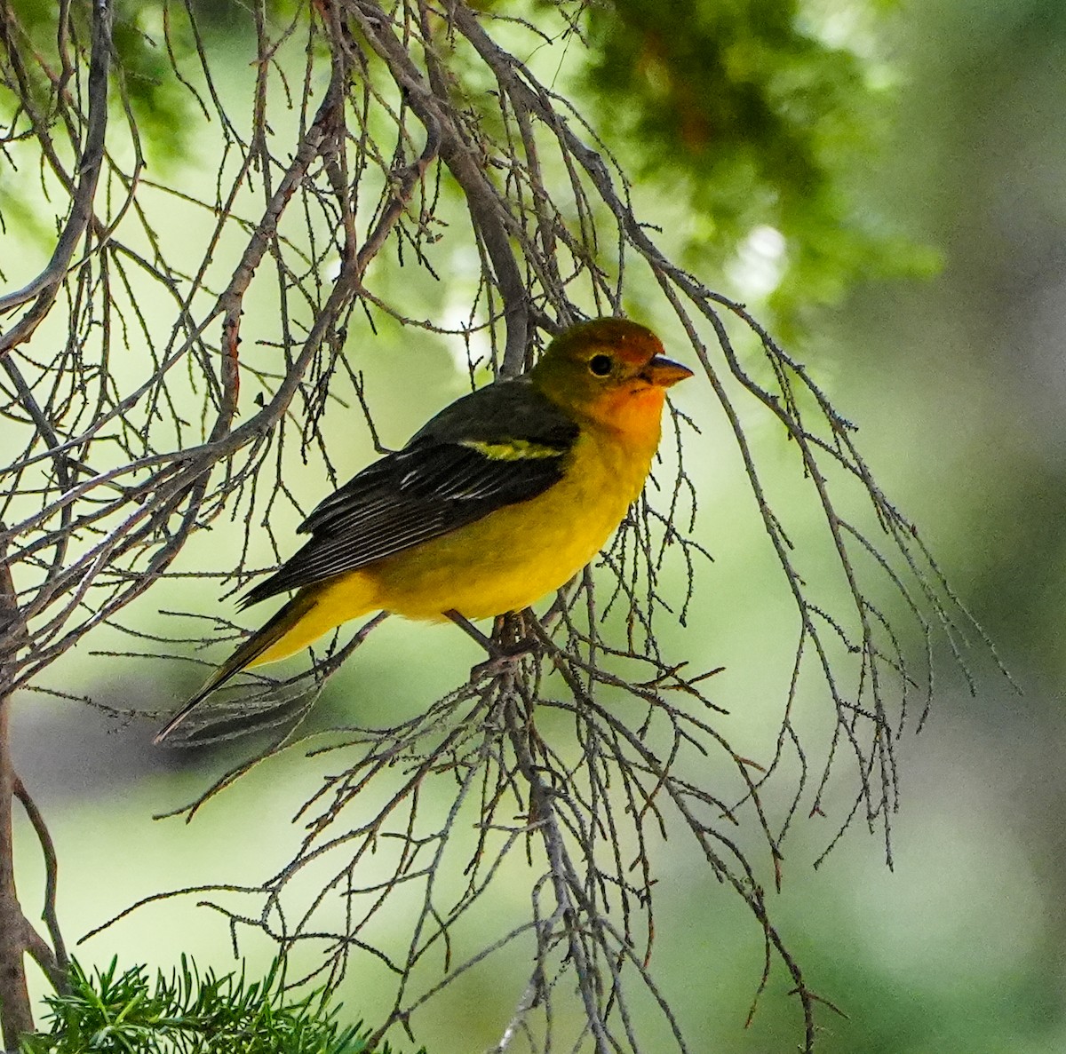 Western Tanager - ML600848911