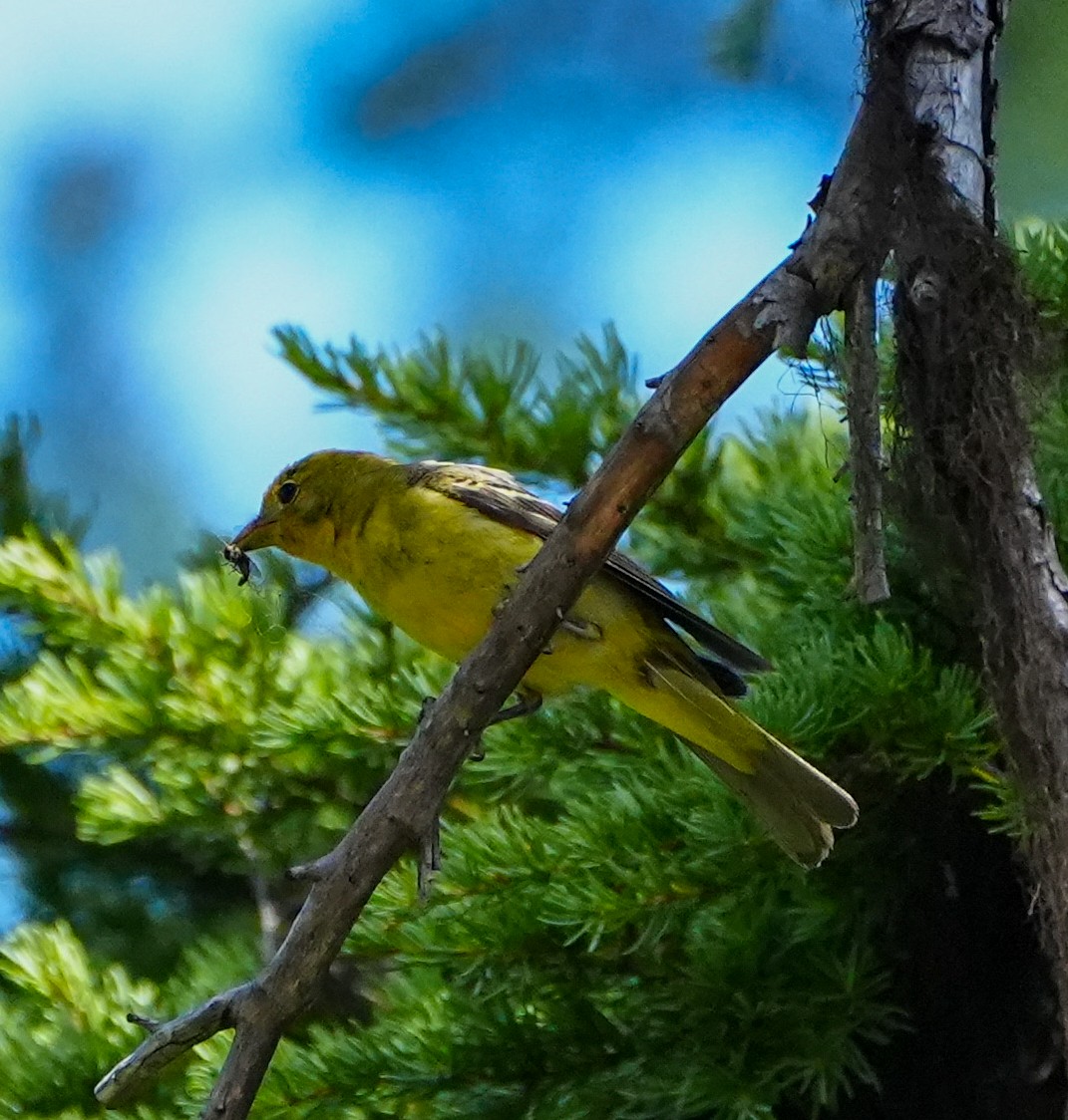 Western Tanager - ML600849201