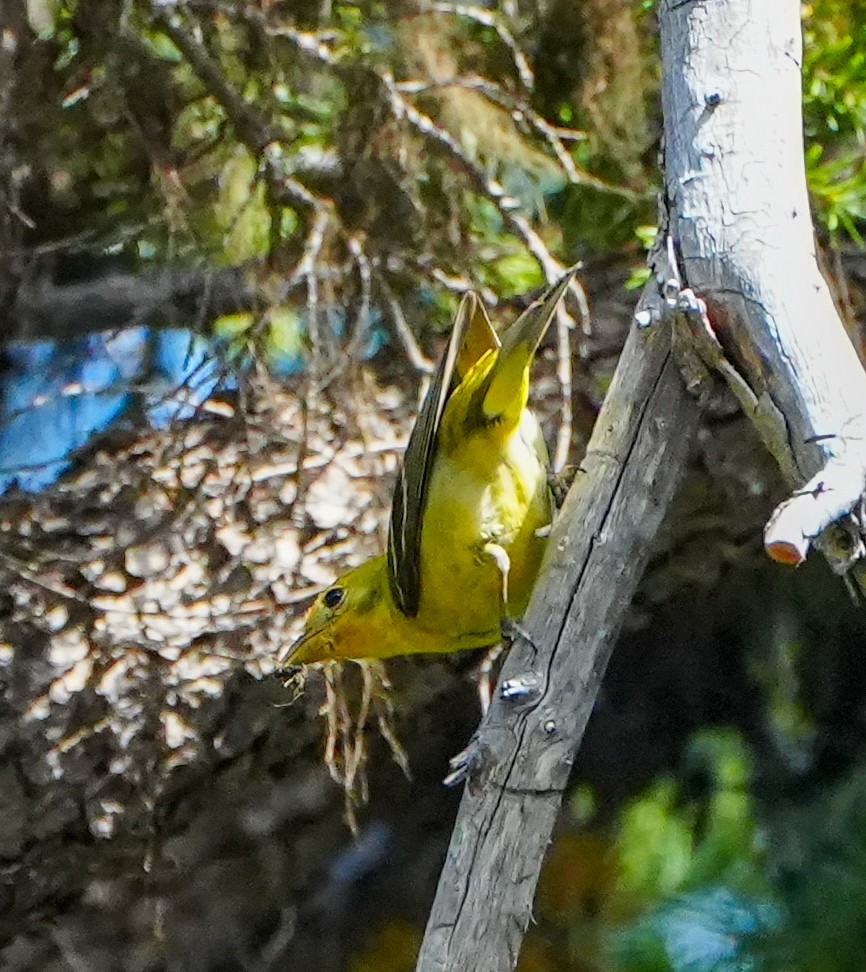 Western Tanager - ML600849281