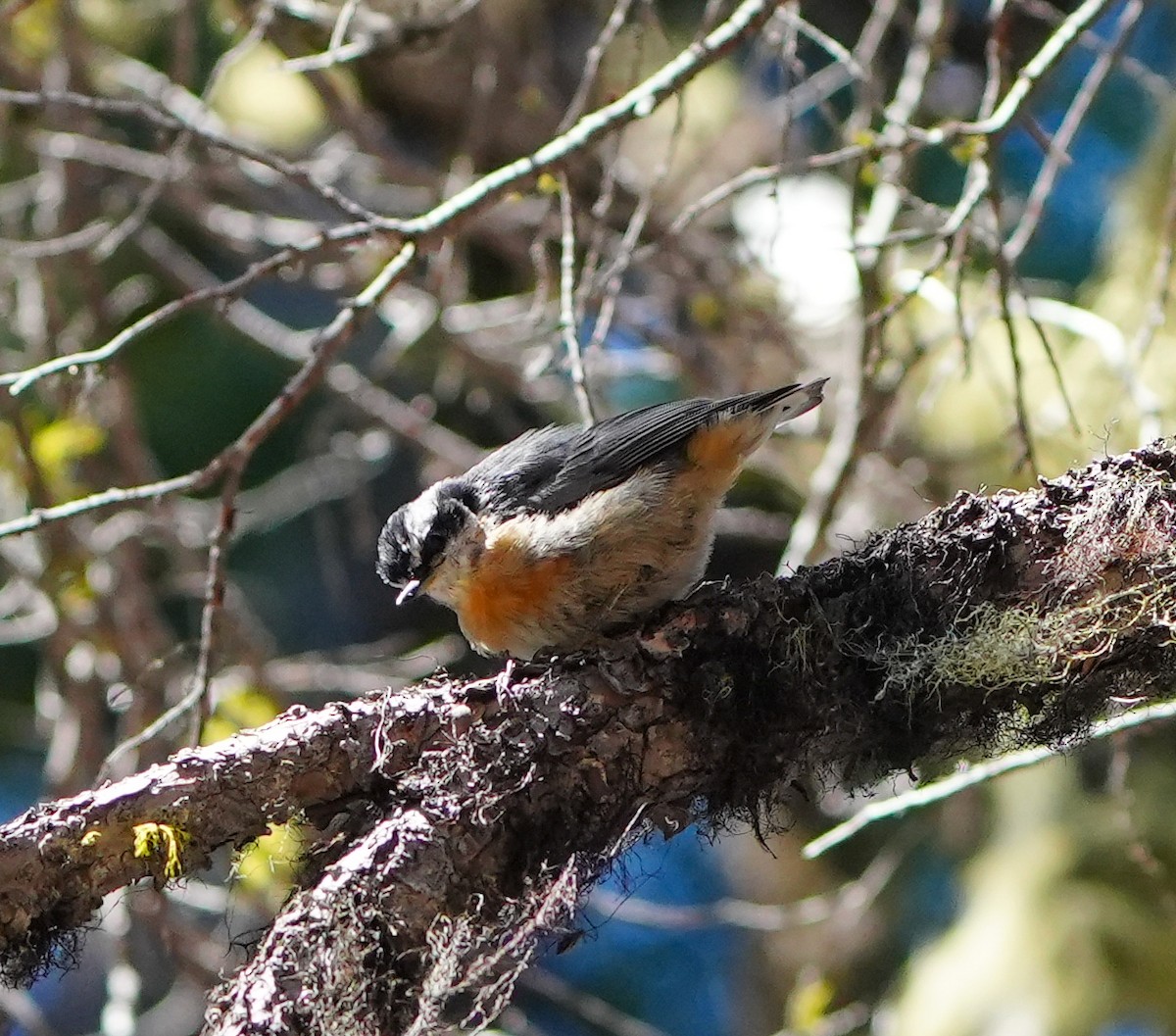 Red-breasted Nuthatch - ML600849661