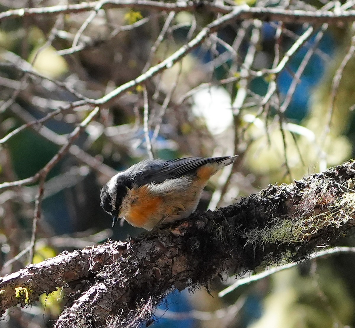 Red-breasted Nuthatch - ML600849671