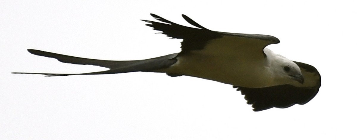Swallow-tailed Kite - ML60084971