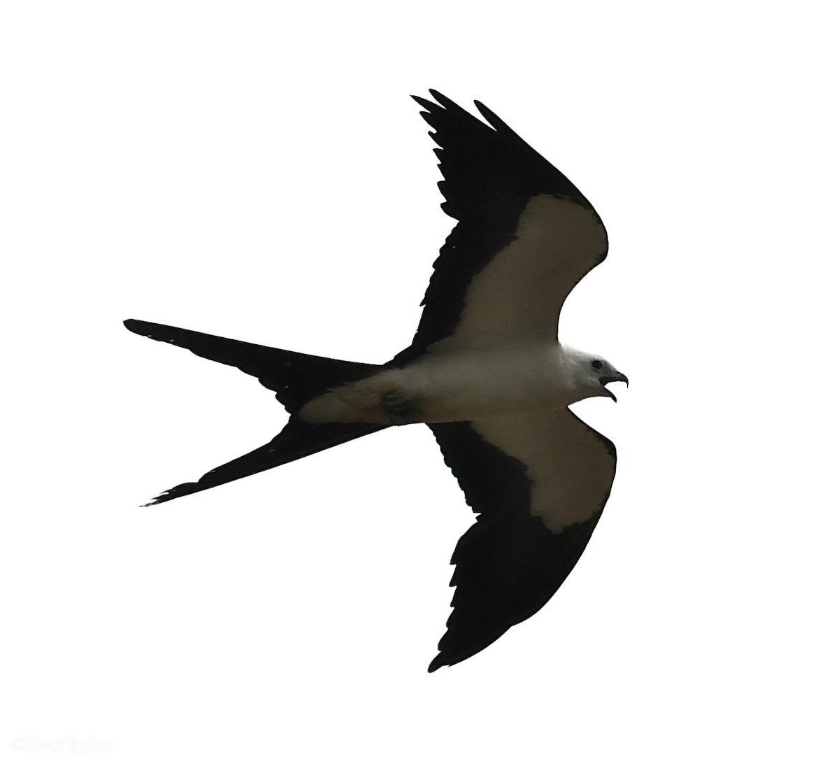 Swallow-tailed Kite - Suzanne Zuckerman