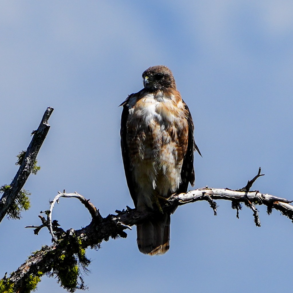 Red-tailed Hawk - ML600850871