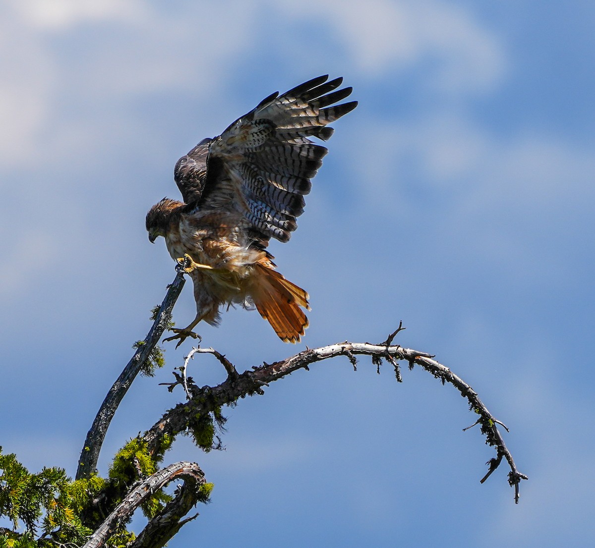 Red-tailed Hawk - ML600850941