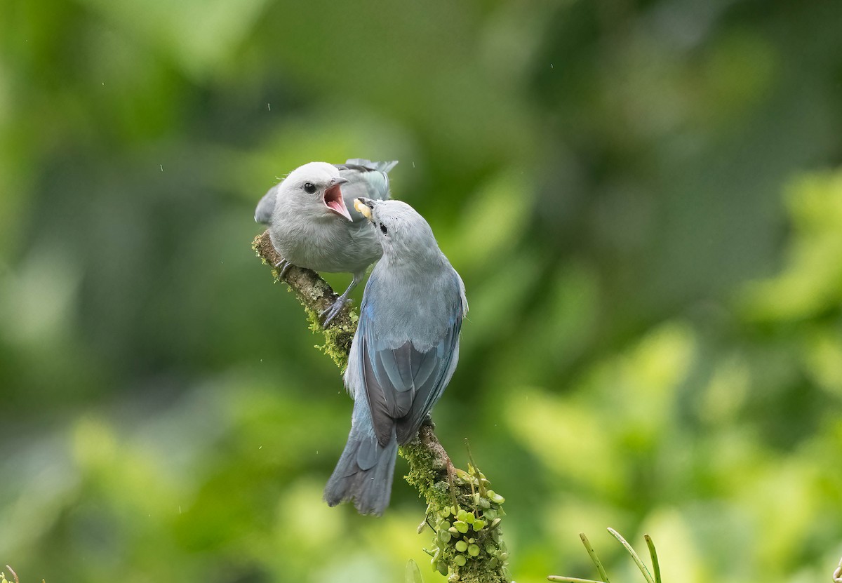 Blue-gray Tanager - Luis R Figueroa