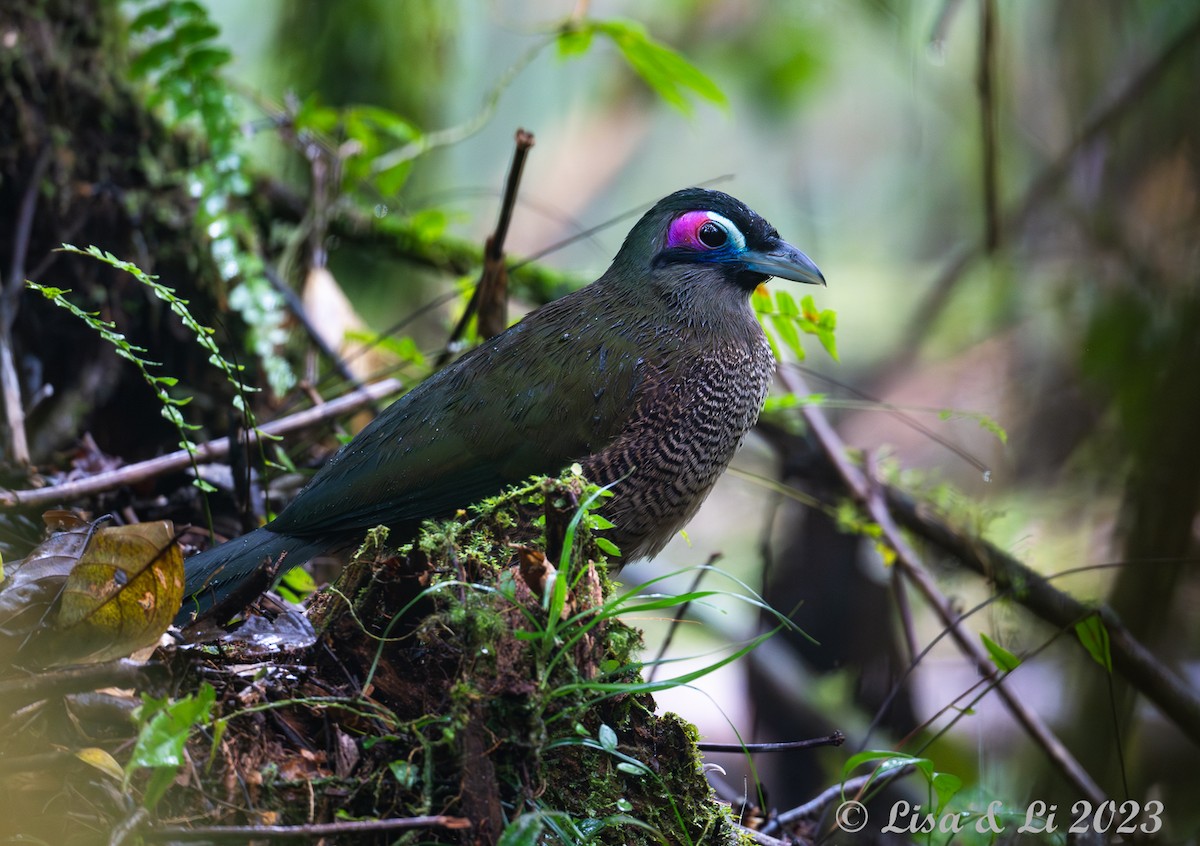 Sumatran Ground-Cuckoo - ML600854361