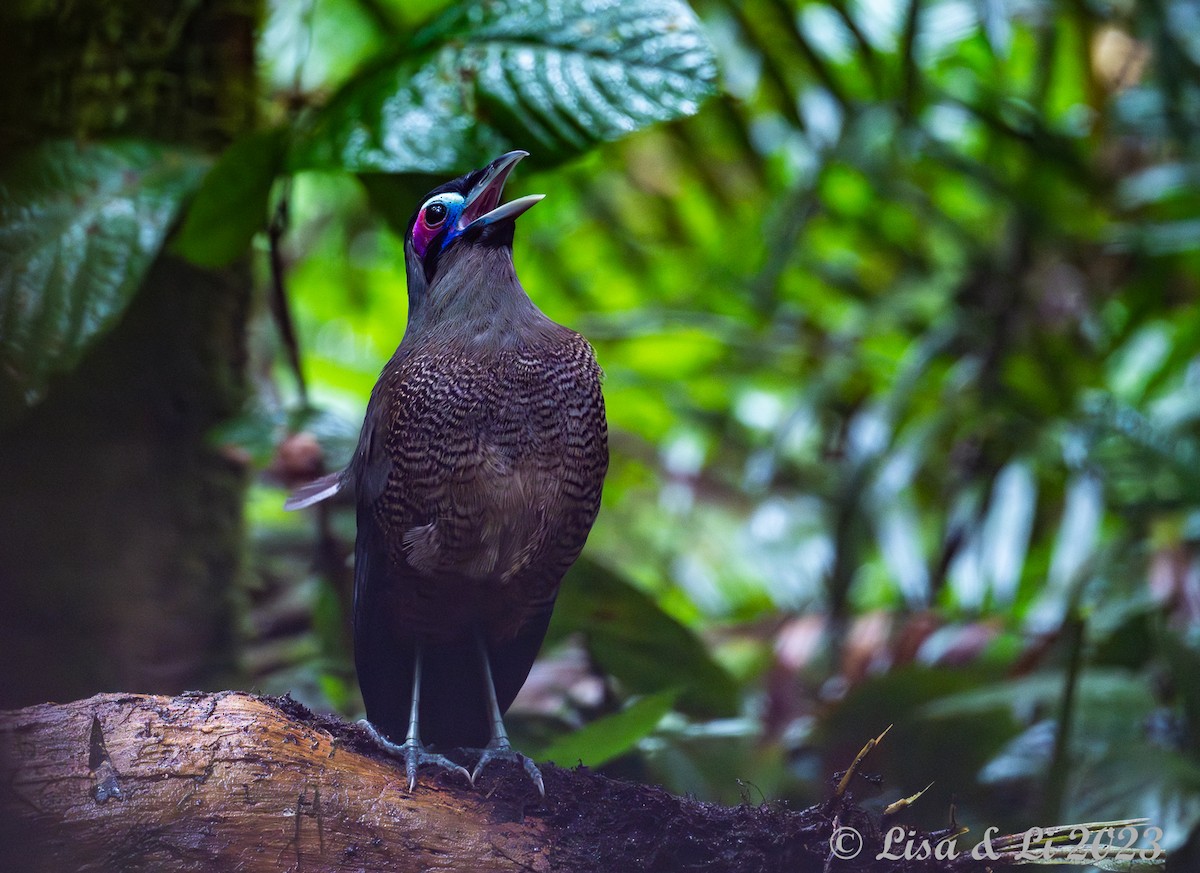 Sumatran Ground-Cuckoo - ML600854391