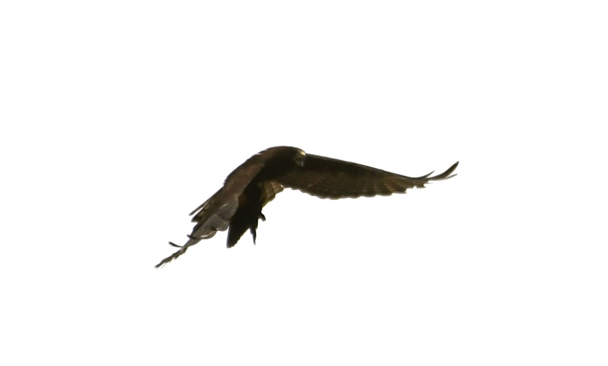 Short-tailed Hawk - ML60085721