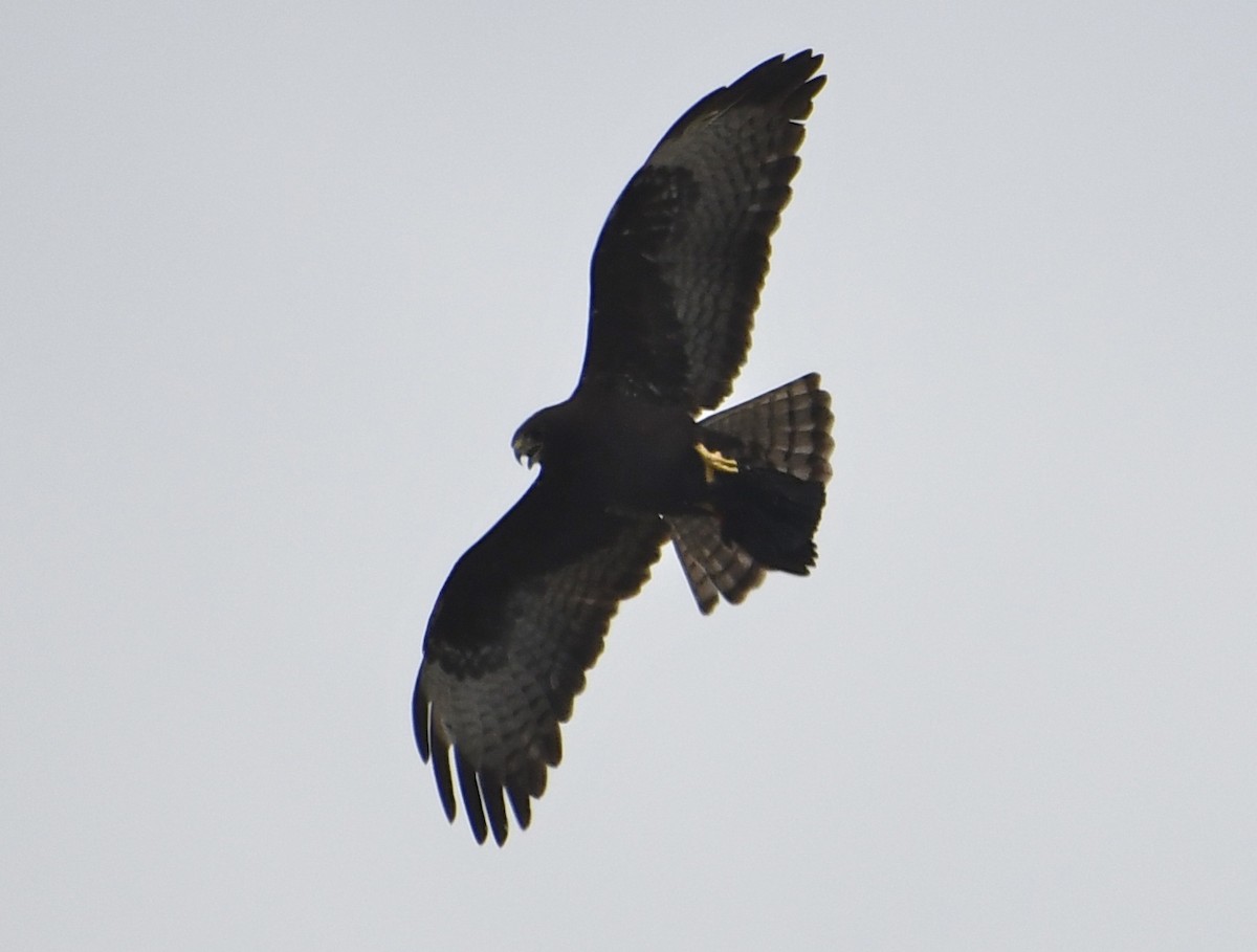 Short-tailed Hawk - ML60085751