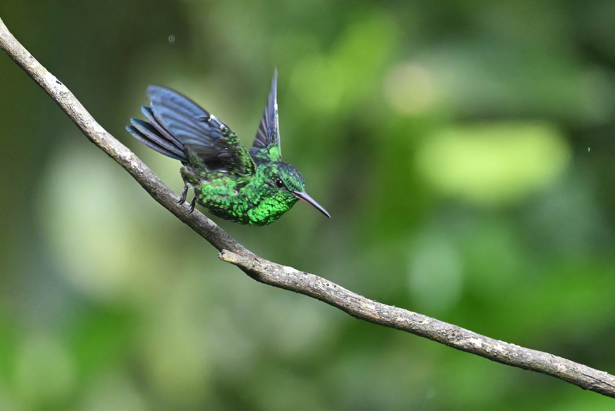 Steely-vented Hummingbird - Luis R Figueroa