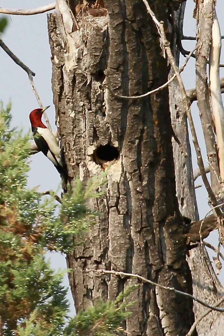 Red-headed Woodpecker - ML600859041