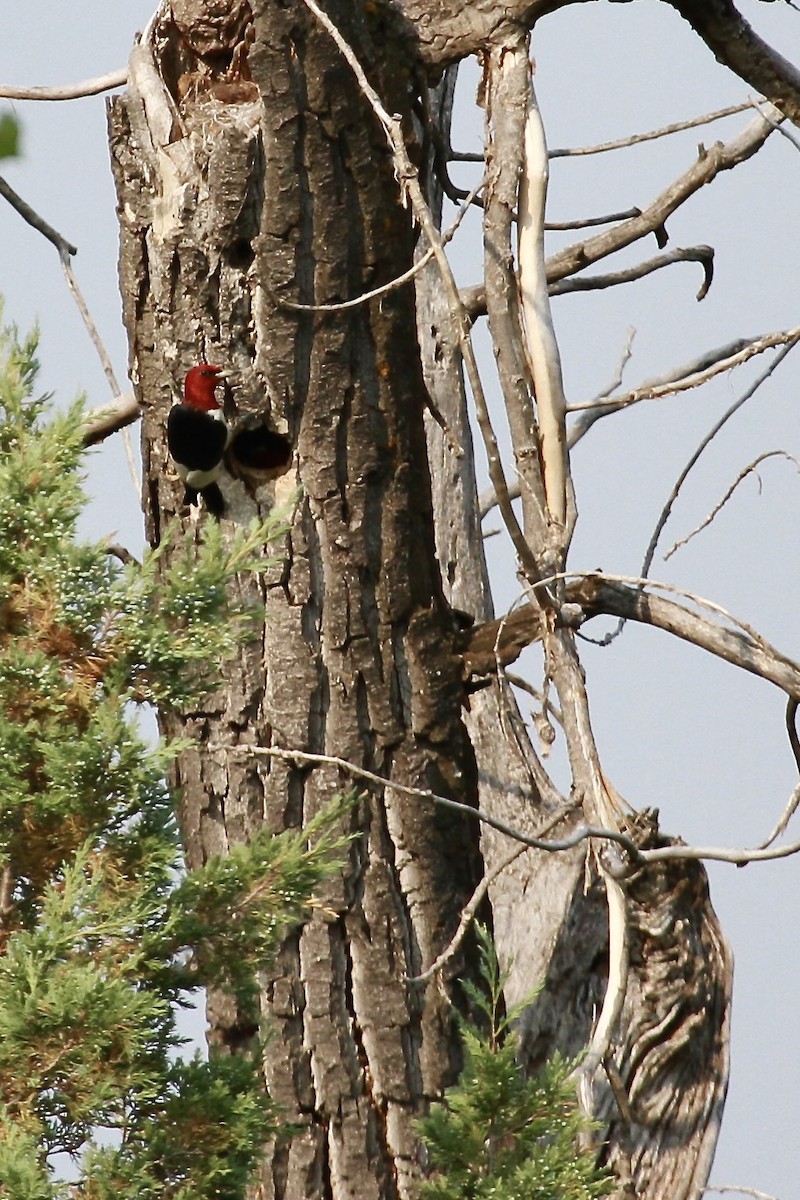 Red-headed Woodpecker - ML600859051