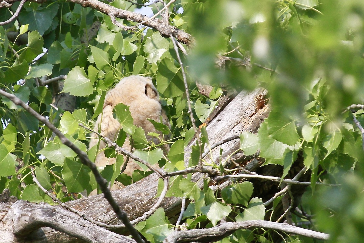 Great Horned Owl - ML600860371