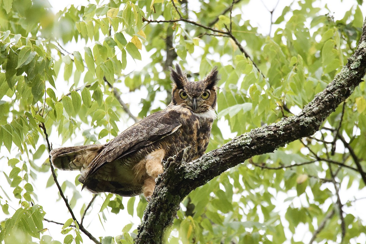 Great Horned Owl - ML600862671