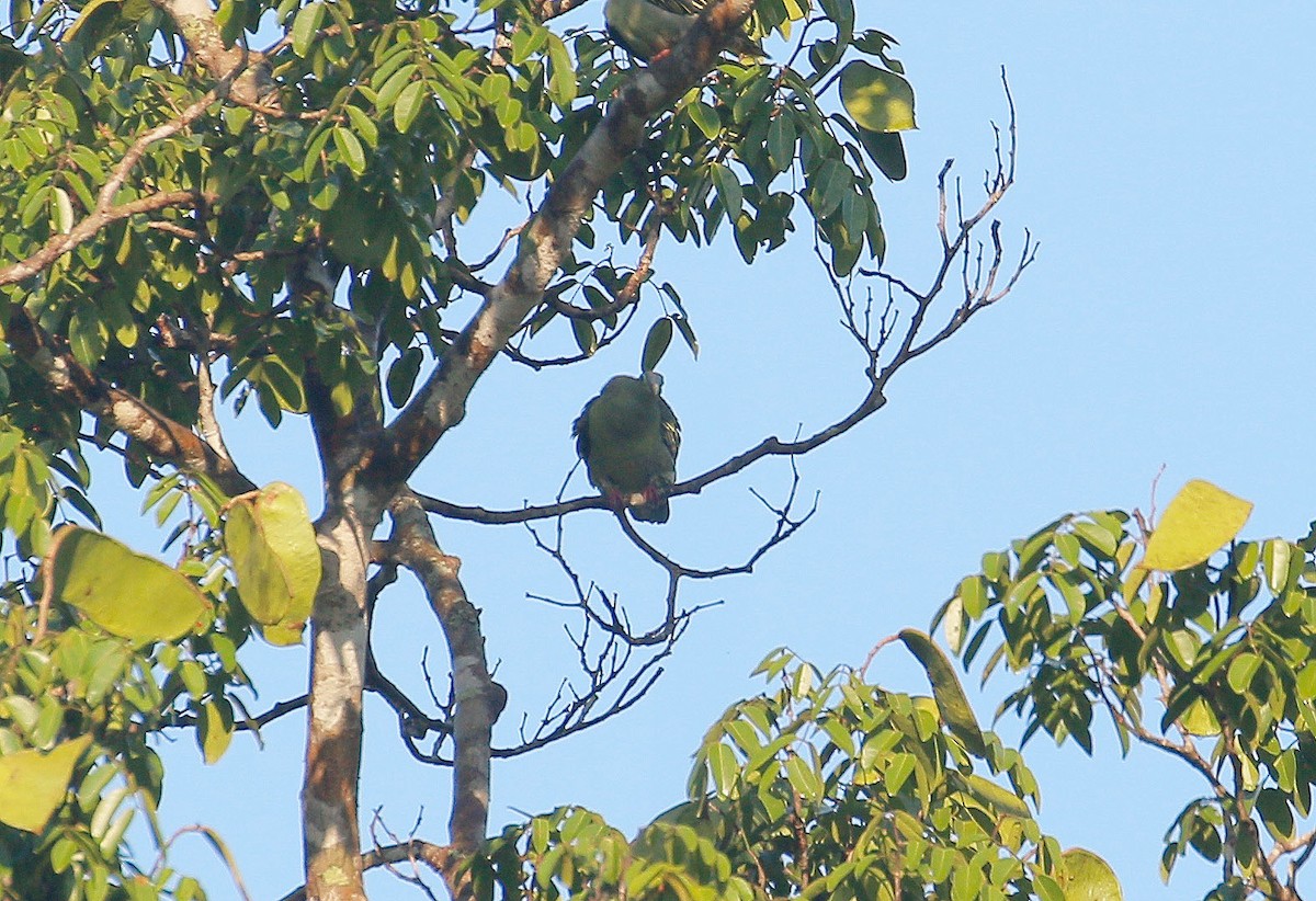 Thick-billed Green-Pigeon - ML60086301
