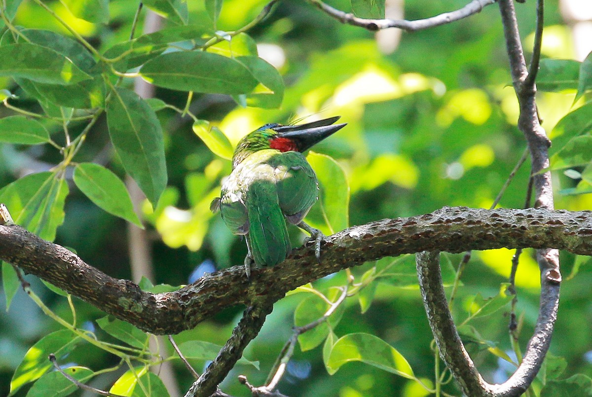 Red-throated Barbet - ML60086321