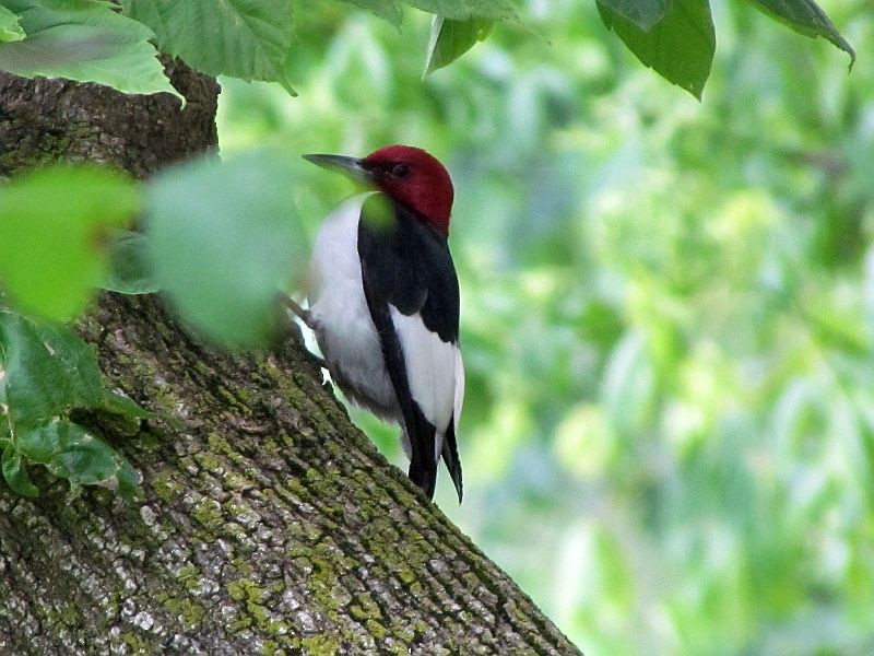 Red-headed Woodpecker - ML60086431