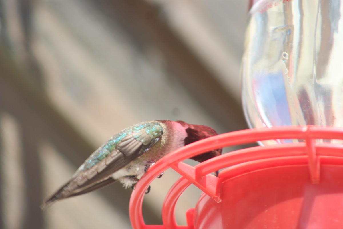 Broad-tailed Hummingbird - ML600865901