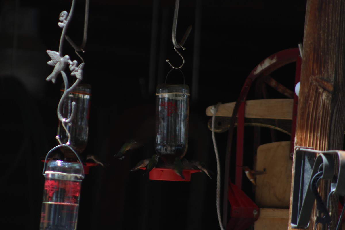 Broad-tailed Hummingbird - ML600866001