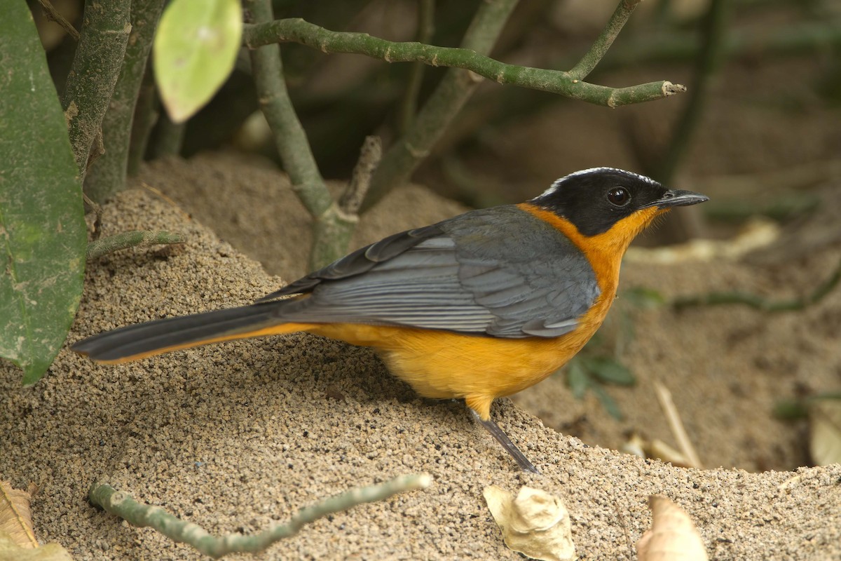 Snowy-crowned Robin-Chat - ML600866921