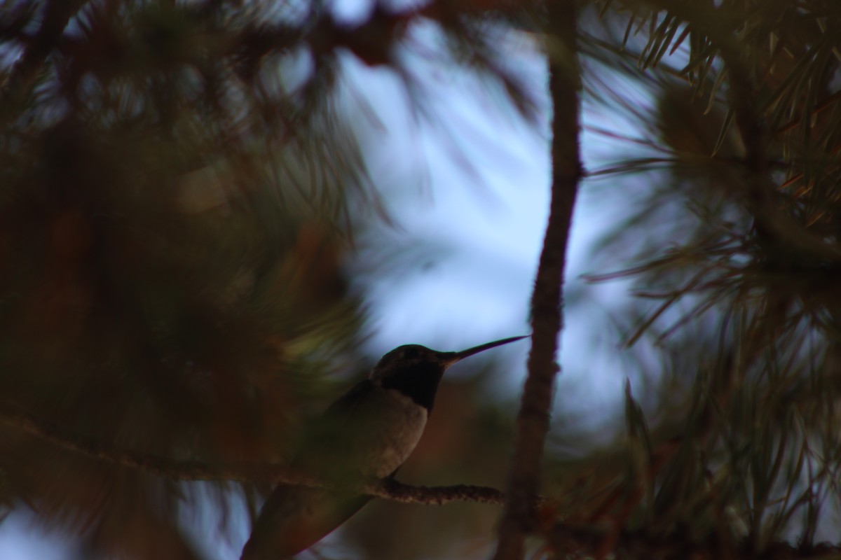 Broad-tailed Hummingbird - ML600866941