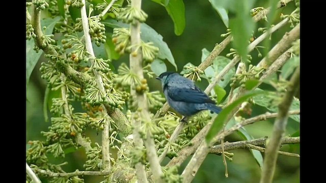 Black-capped Tanager - ML600868161