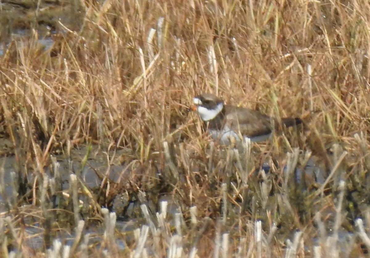 Semipalmated Plover - ML60087221