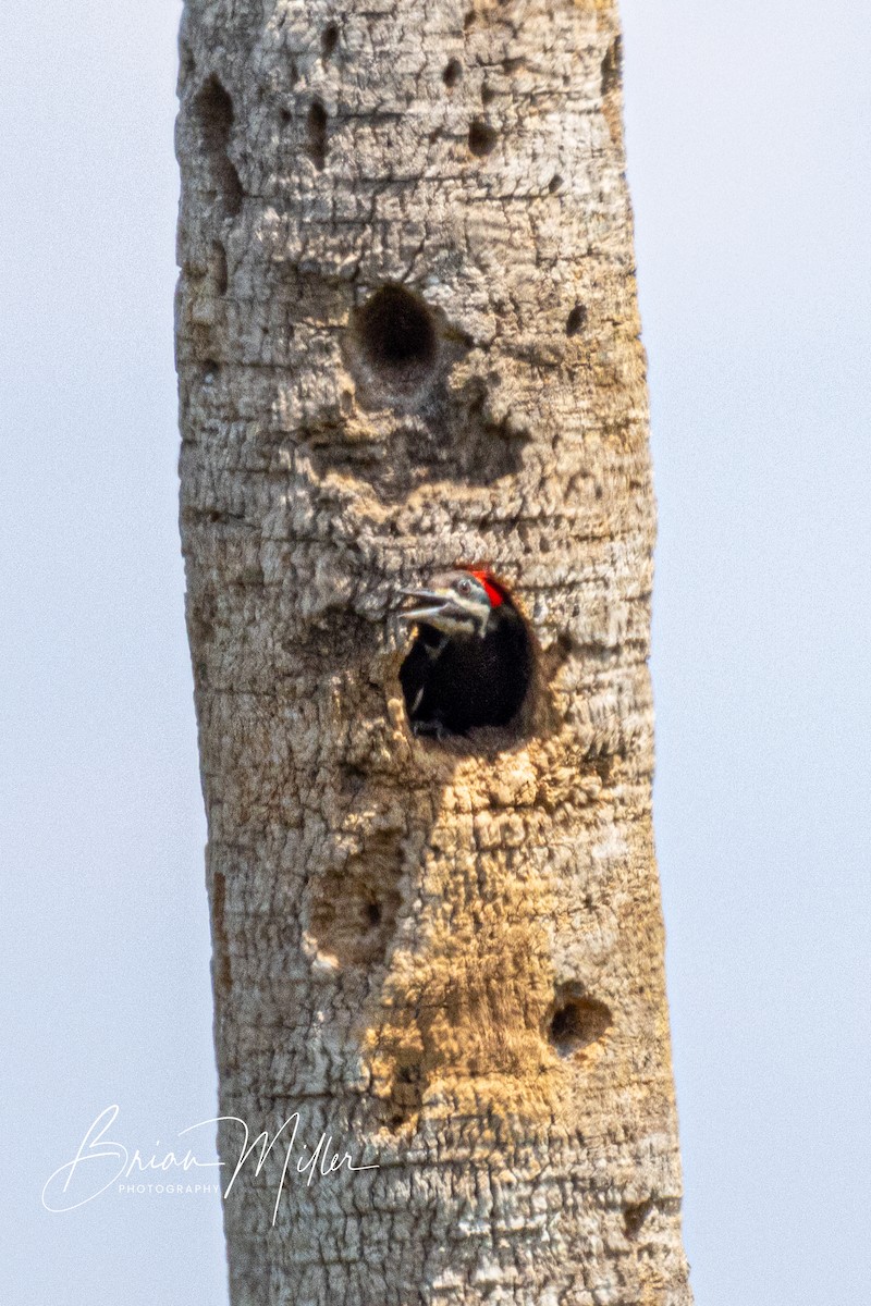 Pileated Woodpecker - ML600873131