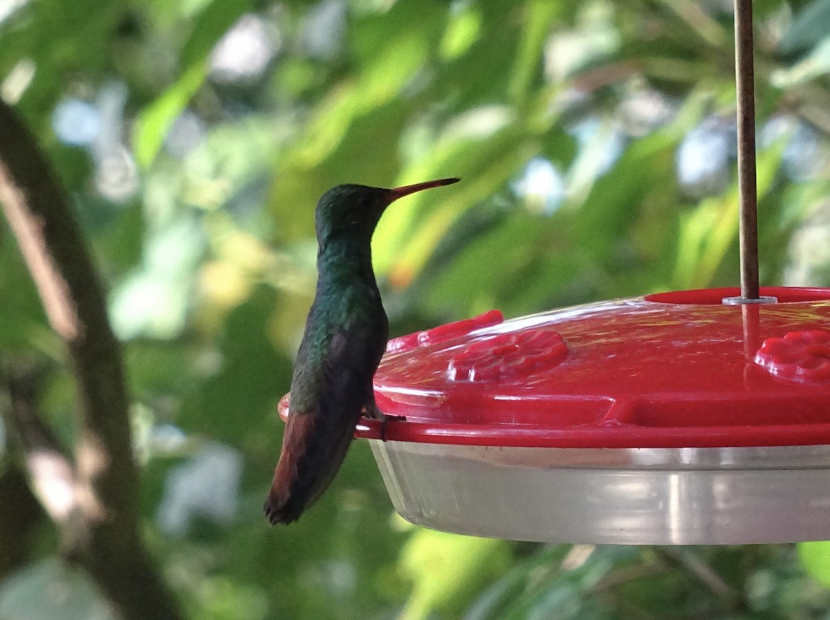 Buff-bellied Hummingbird - ML600875281
