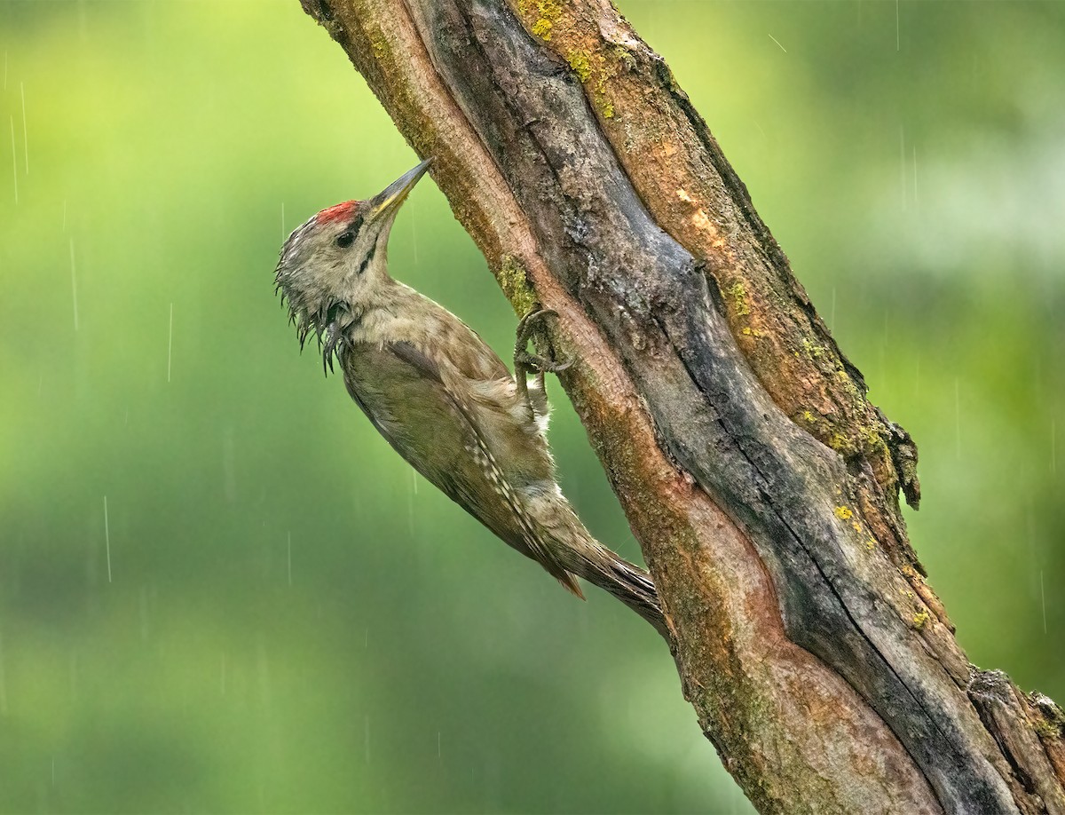 Gray-headed Woodpecker - ML600882541
