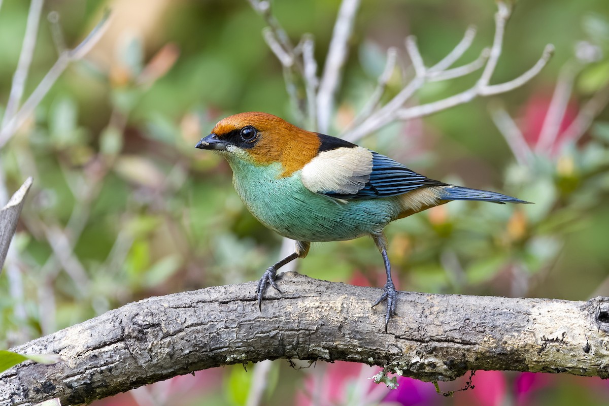 Black-backed Tanager - ML600883891