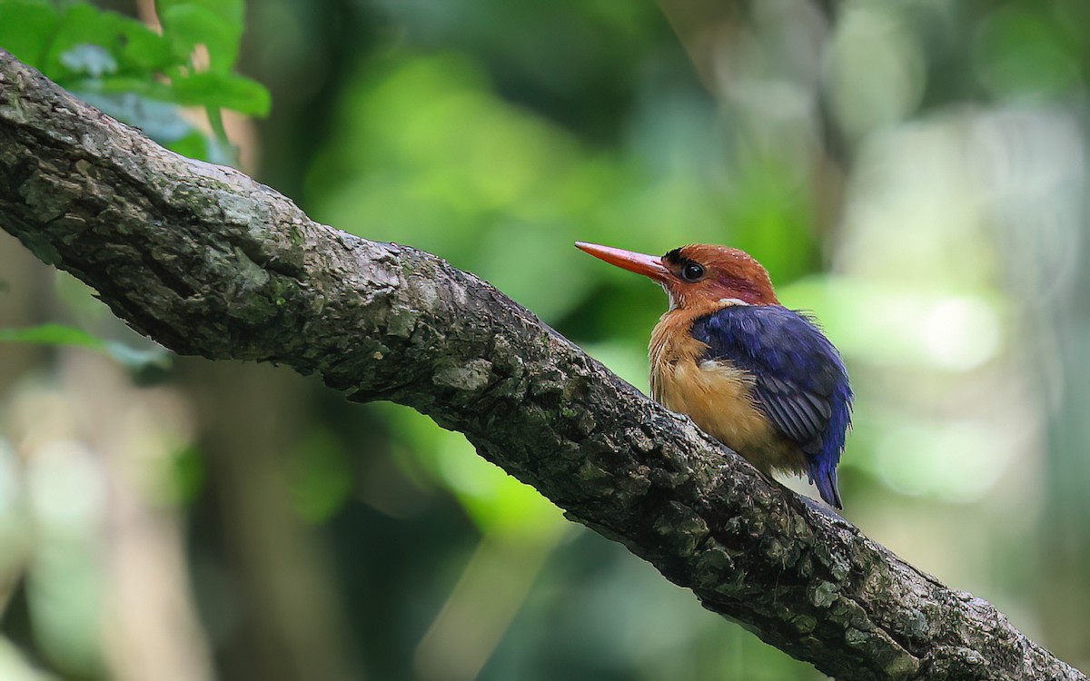 African Dwarf Kingfisher - Dominic Rollinson - Birding Ecotours