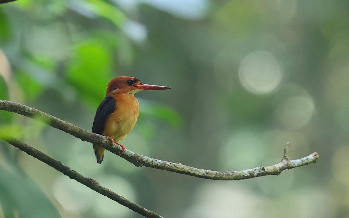 African Dwarf Kingfisher - Dominic Rollinson - Birding Ecotours