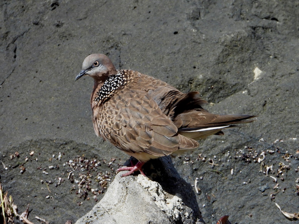 Spotted Dove - ML600889541