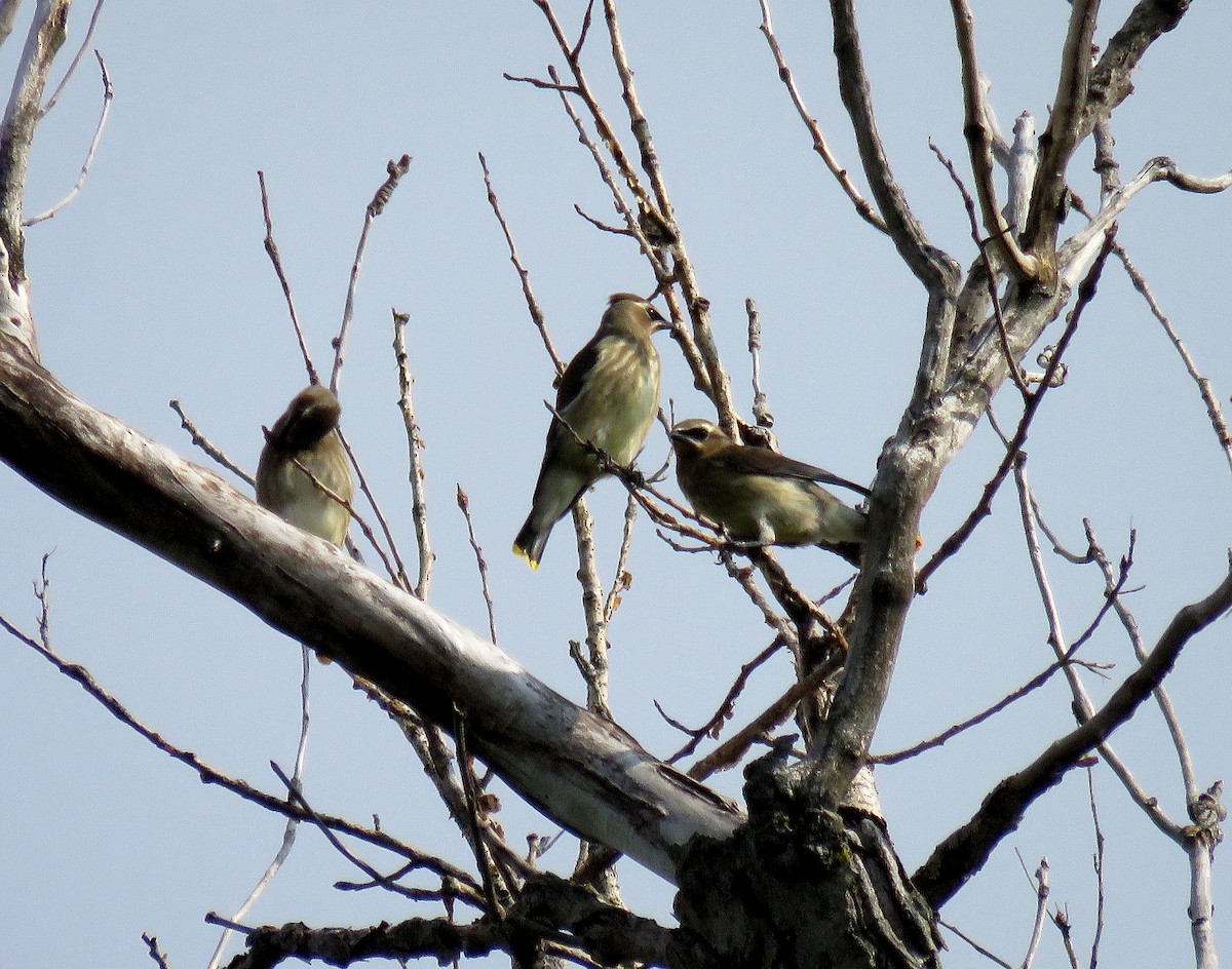 Ebird Checklist Aug Kettle Moraine Sf Scuppernong Spring