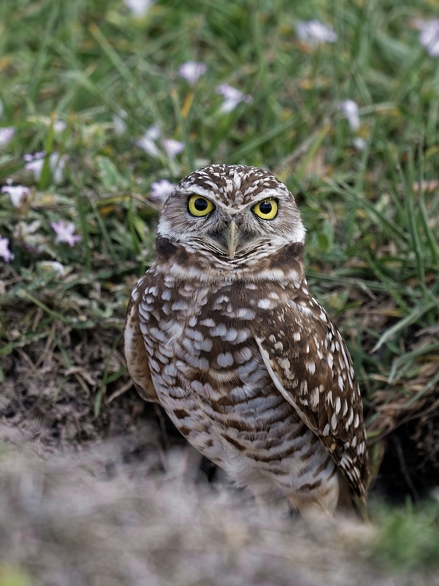 Burrowing Owl - Steeve R. Baker