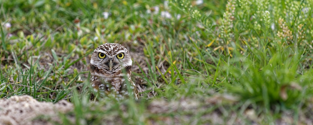 Burrowing Owl - ML600891191